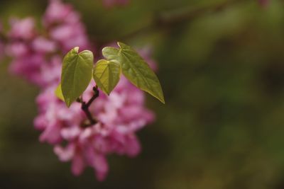 Close-up of pink flowers