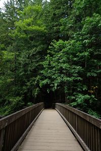 View of footbridge in forest