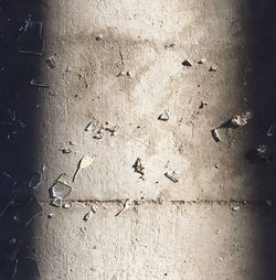 Close-up view of leaf