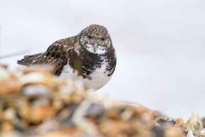 Close-up of turnstone bird