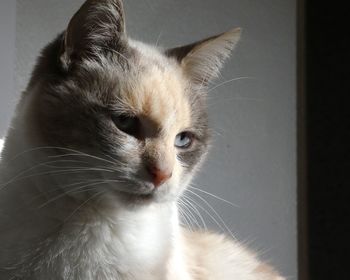 Close-up of cat looking away