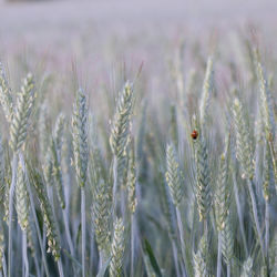 Close-up of wheat growing on field