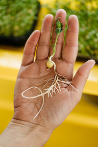 Microgreens growing background with raw sprouts in female hands. fresh raw herbs from home garden or