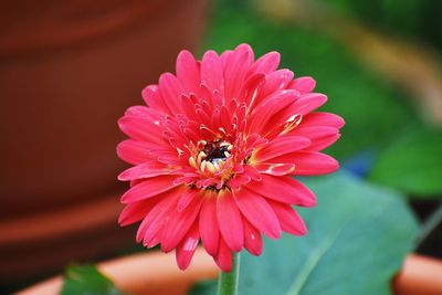 Close-up of bee pollinating flower