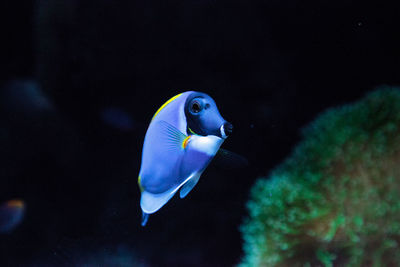 Powderblue tang fish acanthurus leucosternon on a coral reef.