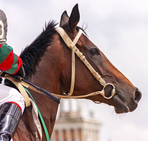 Portrait of a brown horse,before horse race.