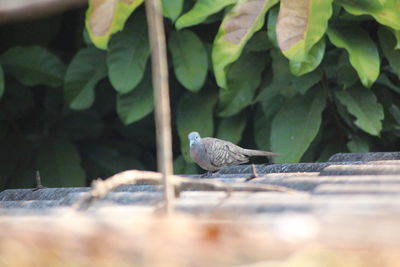 Bird perching on a wall