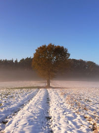 Trees on snow covered landscape against clear blue sky