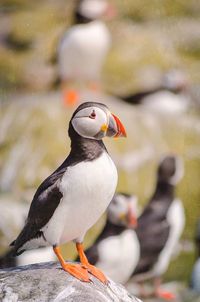 Close-up of puffin bird on rock