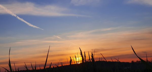 Silhouette plants growing on field against sky during sunset