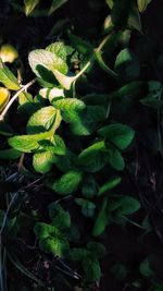 High angle view of green plant