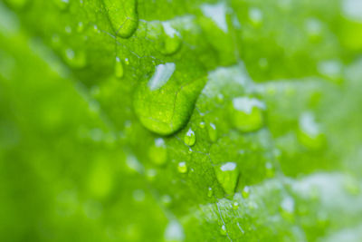 Close-up of water drops on leaves