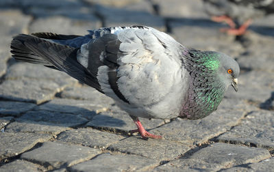 Close-up of pigeon on footpath