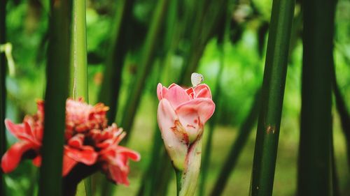 Close-up of pink flower