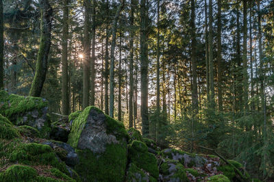 Trees in forest