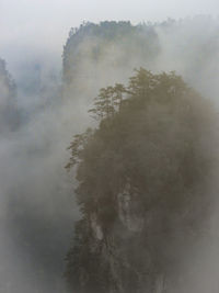Trees in forest against sky
