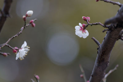 The scenery of the precincts of akasaka shrine in tokyo, where plum blossoms are already in bloom