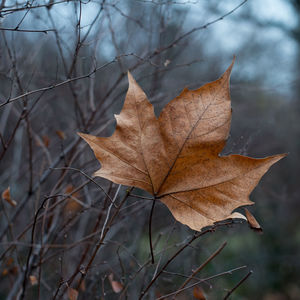 Close-up of dry maple leaf