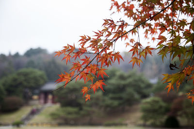 Close-up of maple tree against clear sky