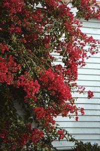 Close-up of red flowers blooming on tree