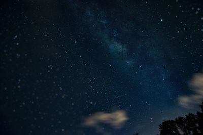 Low angle view of trees against sky at night