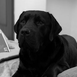 Close-up portrait of a dog looking away