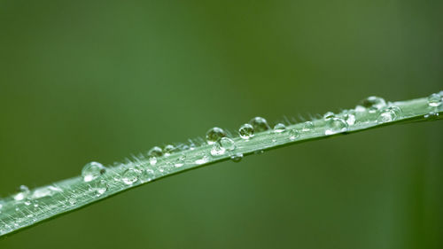 Close-up of wet plant during rainy season