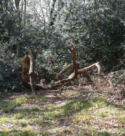 Horse in forest