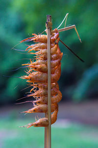 Close-up of insect on plant