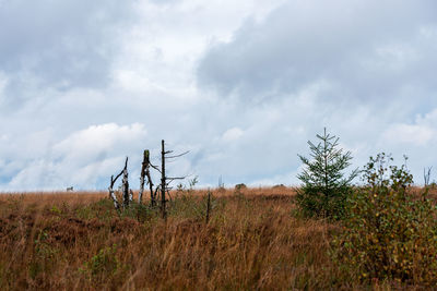 Plants on field against sky