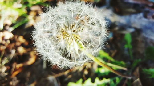 Close-up of flower growing outdoors