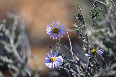 Close-up of purple flowering plant