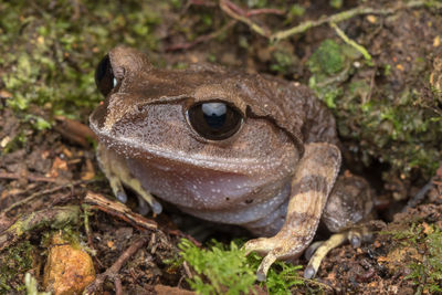 Close-up of frog on land