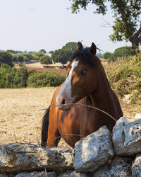 Horse in a field