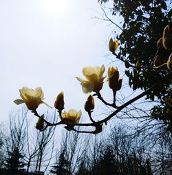 Low angle view of flowers blooming on tree against sky