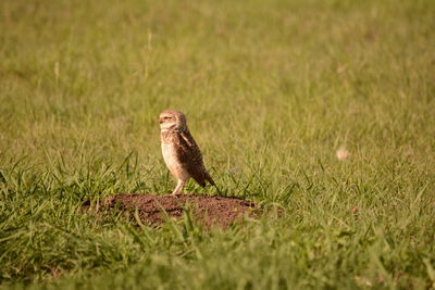 Bird on a field