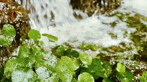 Close-up of water drops on leaves