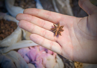 Close-up of hand holding flower