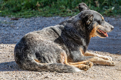 Side view of a dog looking away