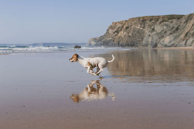 Dog on beach