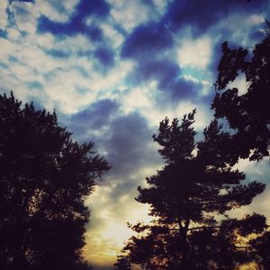 Low angle view of trees against cloudy sky