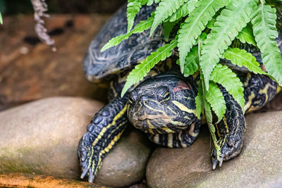 Close-up of turtle