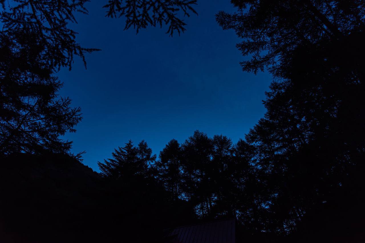 tree, sky, darkness, plant, night, moonlight, silhouette, nature, cloud, beauty in nature, no people, star, blue, light, low angle view, tranquility, scenics - nature, dusk, growth, space, outdoors, dark, tranquil scene, astronomy, evening, coniferous tree, pine tree, pinaceae, branch