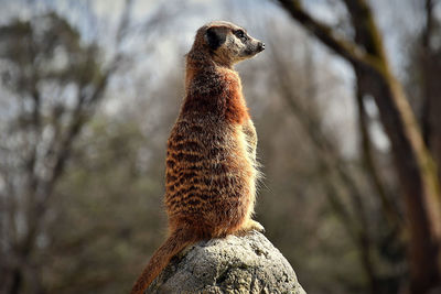 Rear view of lizard on rock