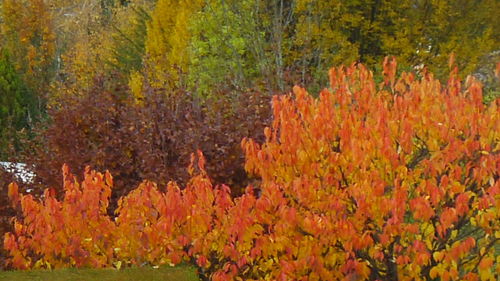 Autumn leaves on tree