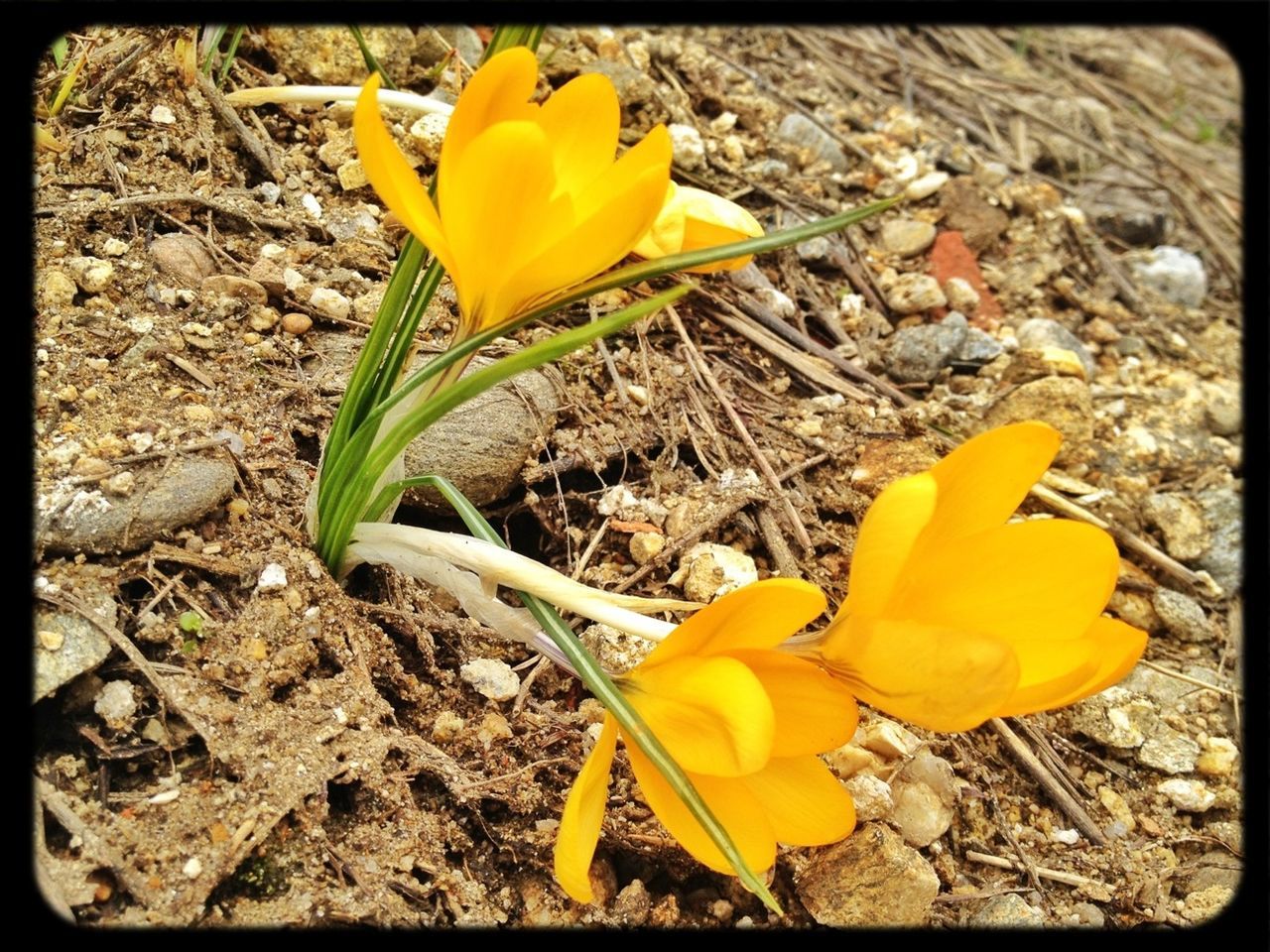 yellow, flower, fragility, petal, transfer print, leaf, flower head, nature, high angle view, close-up, dry, auto post production filter, growth, field, beauty in nature, freshness, plant, ground, day, autumn