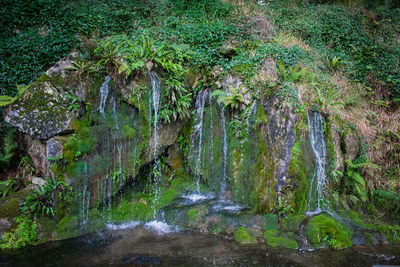 Scenic view of waterfall in forest