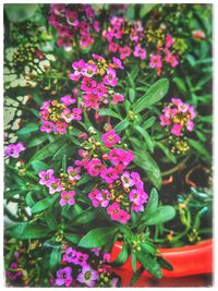 Close-up of flowers blooming outdoors