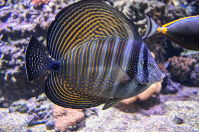 A striped tropical fish swimming showing all its beautiful colours