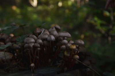 Close-up of mushrooms growing outdoors